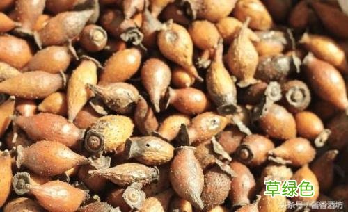 巴戟和金樱子泡酒的功效 金樱子泡酒的功效