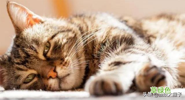 如何给猫咪取名字？ 猫怎么起名字