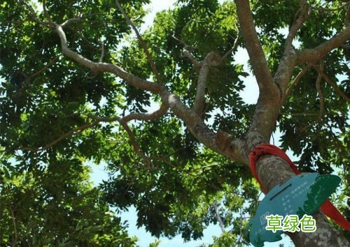 黄花梨木图片欣赏