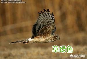 鹰、隼、鸮、雕、鸢、鹞、鸠有何区别，为何起的名字这么多？ 给鹰起名字