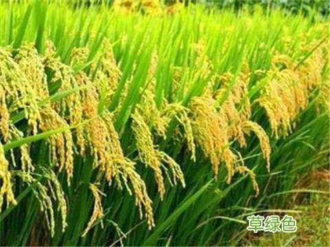 2021年是农历牛年，“牛马年，好种田”的说法真的靠谱吗？ 09年是什么年