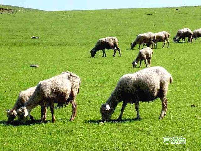 中国古代提亲议亲的“纳采”礼，随时代、地域、民族不同而变化 -W什么字