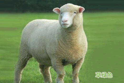 中国古代提亲议亲的“纳采”礼，随时代、地域、民族不同而变化 -W什么字