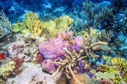 珊瑚的价值如何评定以及翡翠原石的皮壳类型