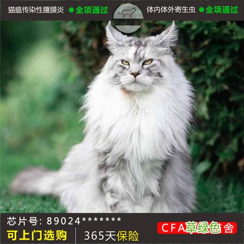 黑色没有毛的猫多少钱一只 毛猫价格多少钱