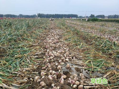 蒜的价格多少钱一斤 毛蒜价格多少钱