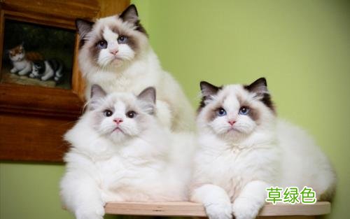 猫咪疫苗多少钱一针 猫咪价格多少钱