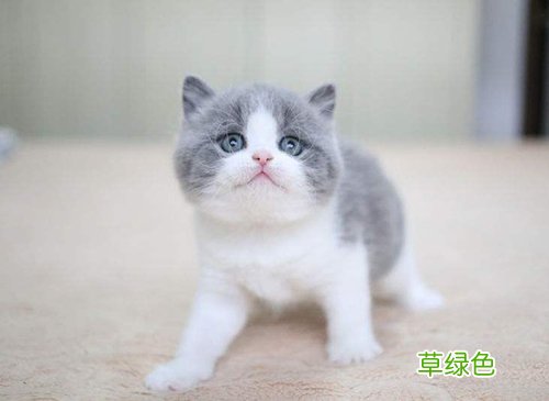 猫咪疫苗多少钱一针 猫咪价格多少钱