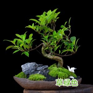 小绿叶价格多少钱一盒 绿叶价格多少钱