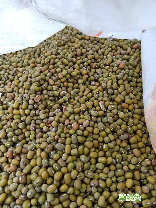 绿豆价格多少钱一吨 绿豆价格多少钱