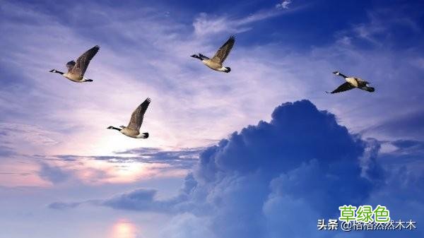敢不敢来挑战一下？这25个三叠字你认识多少？(组图 ru什么字)