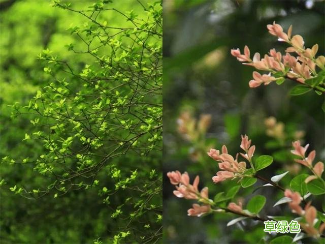 万物生长，听色彩学者讲“五彩斑斓”的绿 9字名字
