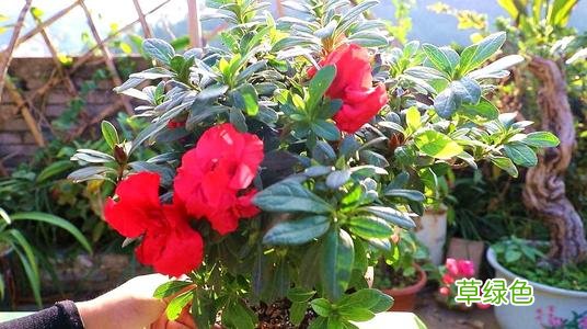 杜鹃花图片大全高清图片 杜鹃花图片大全