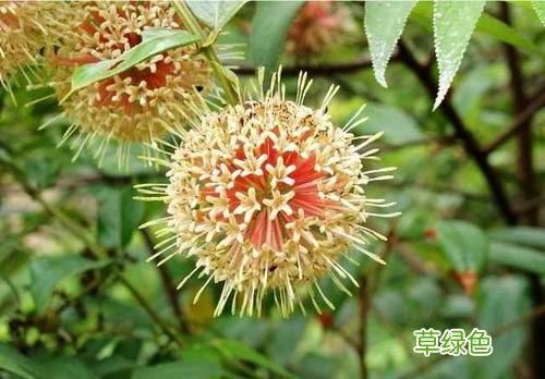 钩藤的作用与功效与作用炒紫苏子 钩藤的作用与功效