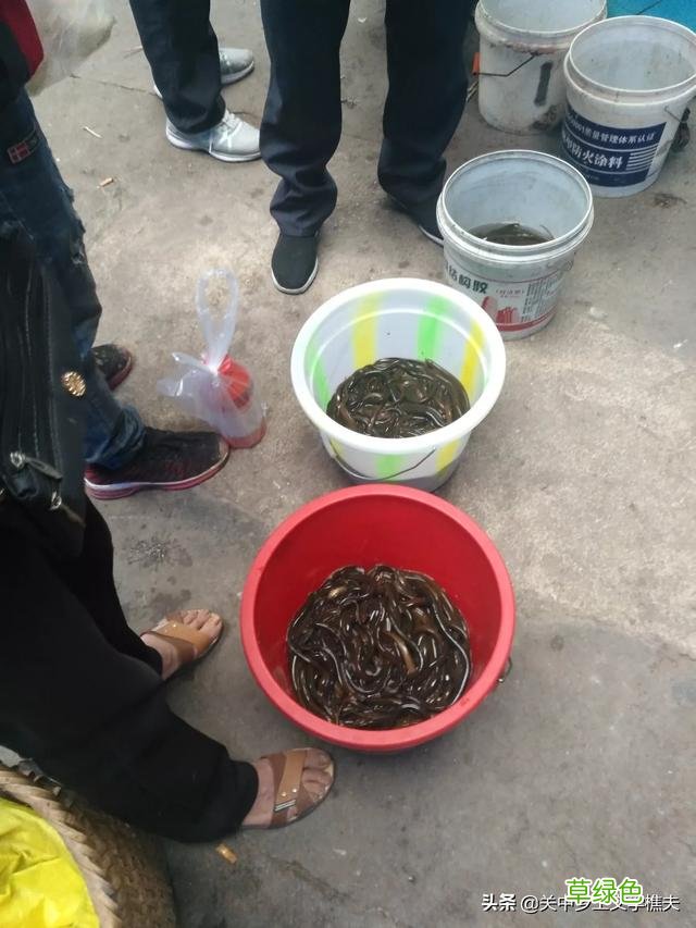 夏天，农村为什么有很多抓知了猴的？ 网猴是什么