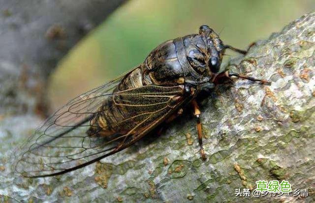 夏天，农村为什么有很多抓知了猴的？ 网猴是什么