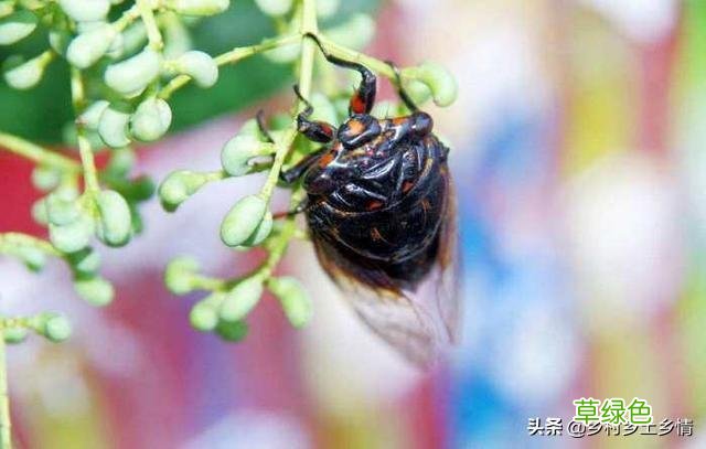 夏天，农村为什么有很多抓知了猴的？ 网猴是什么