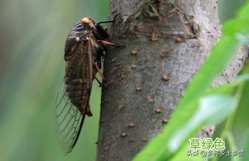 夏天，农村为什么有很多抓知了猴的？ 网猴是什么