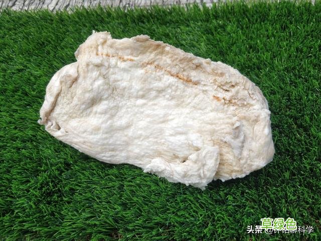 “太岁”究竟是什么东西？捡到的太岁为何还能继续生长？ 什么是太岁
