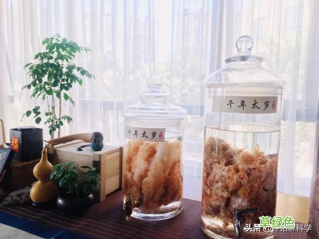 “太岁”究竟是什么东西？捡到的太岁为何还能继续生长？ 什么是太岁