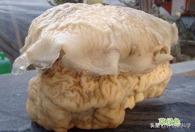 “太岁”究竟是什么东西？捡到的太岁为何还能继续生长？ 什么是太岁