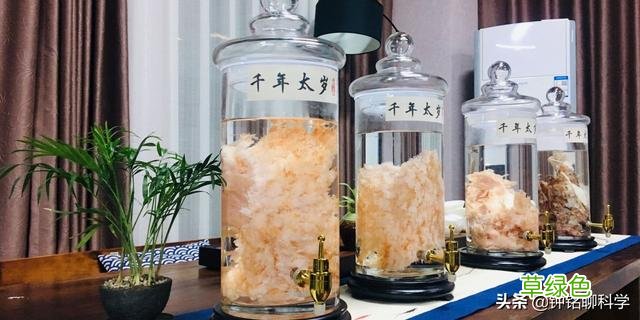 “太岁”究竟是什么东西？捡到的太岁为何还能继续生长？ 什么是太岁