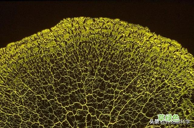 “太岁”究竟是什么东西？捡到的太岁为何还能继续生长？ 什么是太岁