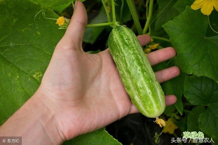 黄瓜避孕药辟谣 人民网 黄瓜避孕药