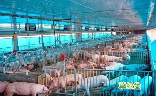 毛竹价格多少钱一吨 毛珠价格多少钱