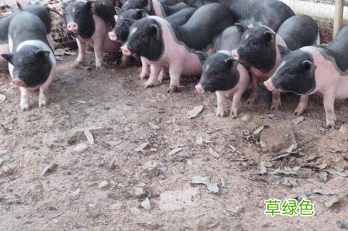毛竹价格多少钱一吨 毛珠价格多少钱