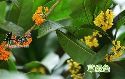 中药肉桂的功效与作用 桂枝功效与作用