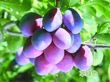 吃什么水果会长高 吃什么水果能长高