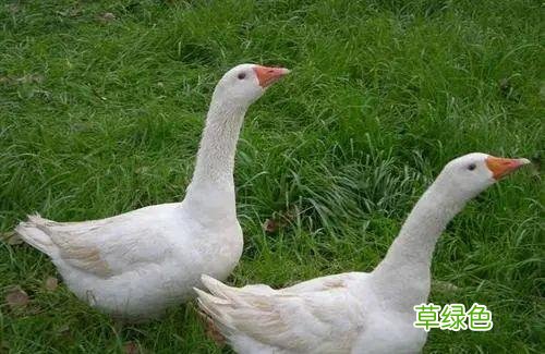 鹅肉有什么营养功效与作用 鹅的营养价值