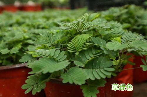 含羞草有什么药用价值 含羞草的作用