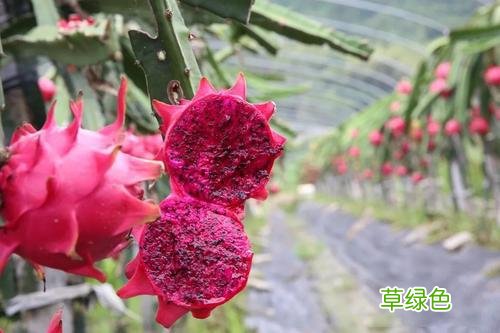 火龙果的营养价值 火龙果的药用价值