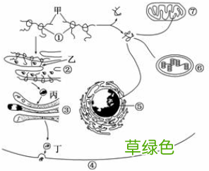 蛋白质的营养作用 蛋白质的作用
