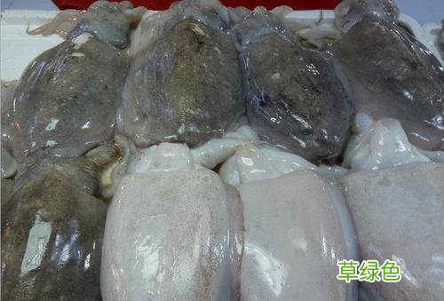 墨鱼壳多少钱一斤 墨鱼价格多少钱
