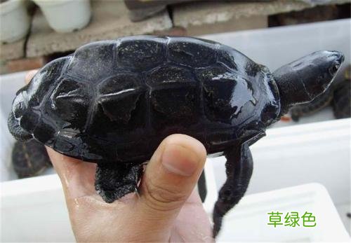 墨龟10cm多少钱 墨龟价格多少钱