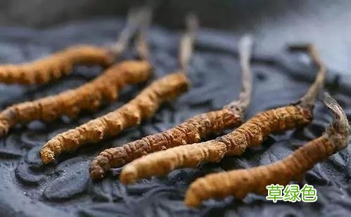 自己种的冬虫夏草可以吃吗 自家种的冬虫夏草怎么吃