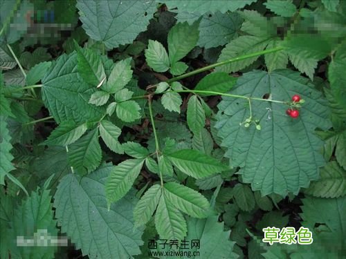 独活的作用与功效价格 独活的作用与功效
