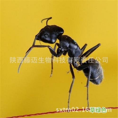 黑蚂蚁治疗阳痿吗