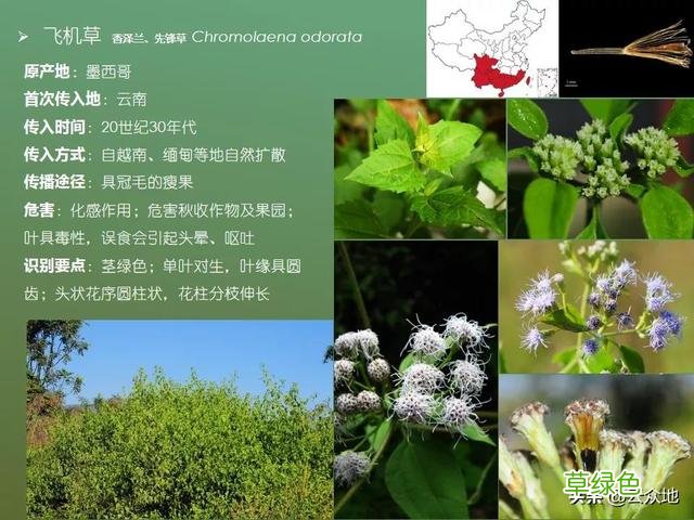 紫茎泽兰别名飞机草，飞机草是什么草？看看两种入侵植物的区别 -草是什么