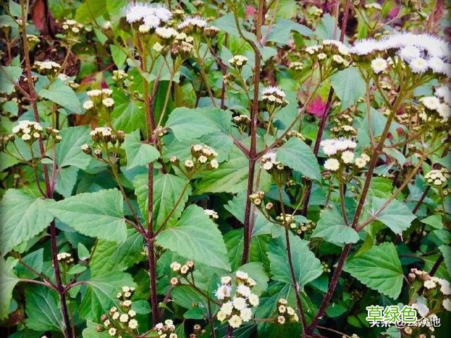 紫茎泽兰别名飞机草，飞机草是什么草？看看两种入侵植物的区别 -草是什么