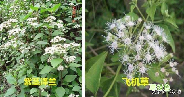 紫茎泽兰别名飞机草，飞机草是什么草？看看两种入侵植物的区别 -草是什么