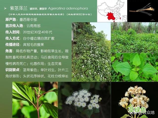 紫茎泽兰别名飞机草，飞机草是什么草？看看两种入侵植物的区别 -草是什么