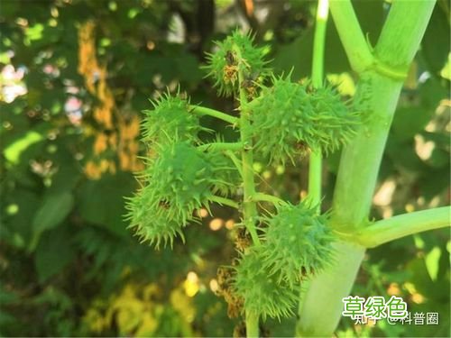蓖麻油炒鸡蛋的功效与作用及禁忌 蓖麻油炒鸡蛋