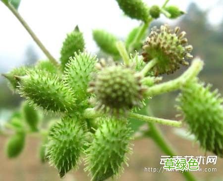 苍耳子有什么用处 苍耳子的副作用