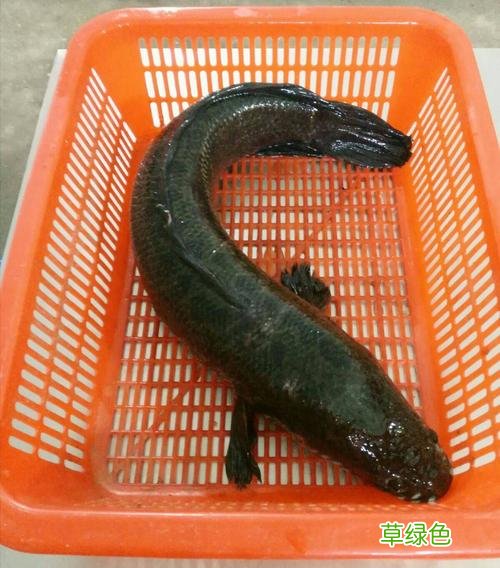 黑鱼的营养价值及功效图片 黑鱼的营养价值