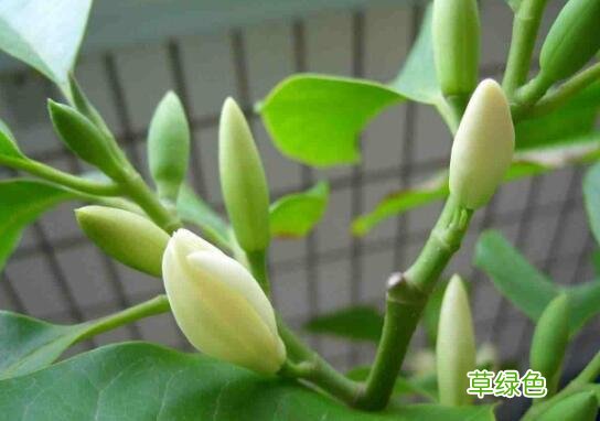 白兰花的功效与作用,白兰花的副作用吗 白兰花的功效