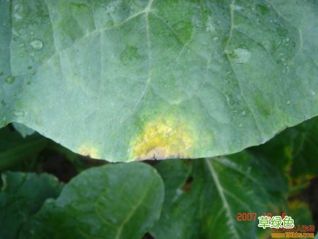 菜花病症状图片女性后期菜花病图片 菜花病症状图片